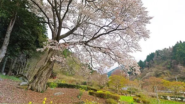 高萩市の文添の山桜開花写真