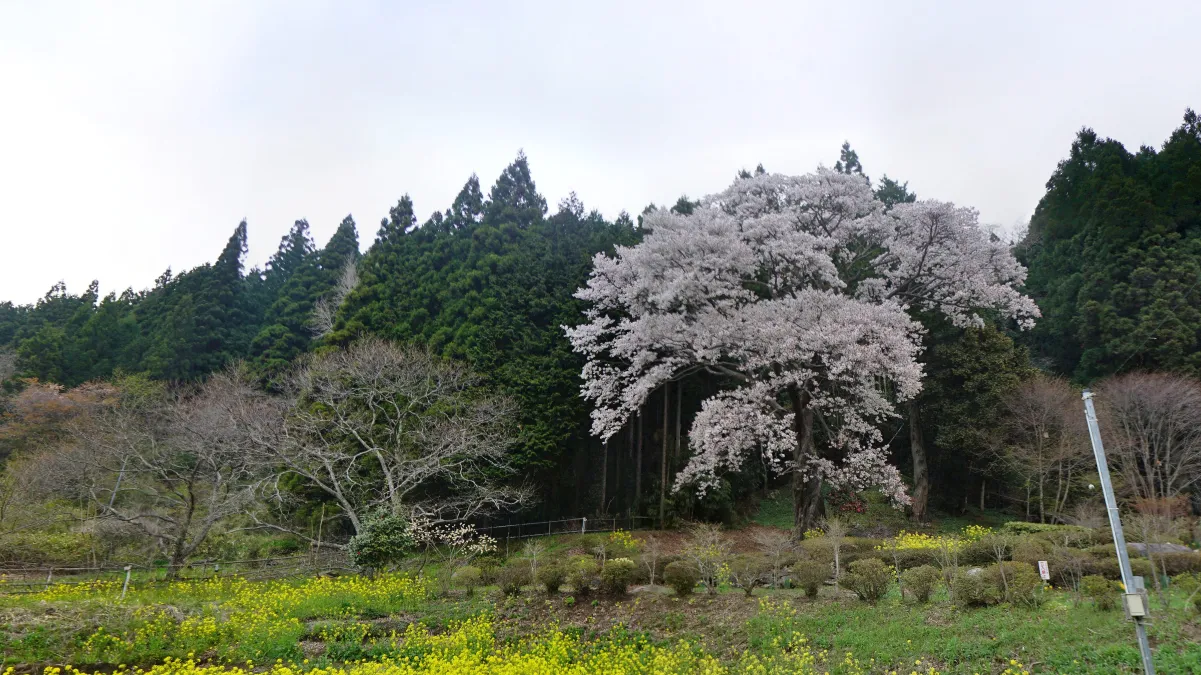 茨城県高萩市の文添の山桜と菜の花の景観