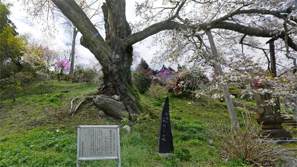 高萩市の松岩寺のヤマザクラ開花写真