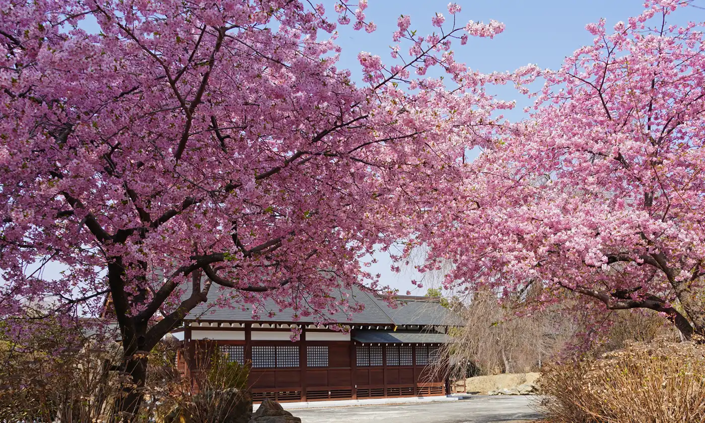 高萩八幡宮の河津桜と神道祖霊社の景観写真