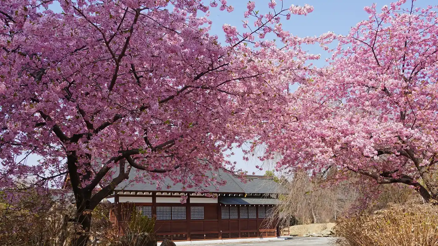 高萩八幡宮の河津桜と神道祖霊社の景観写真