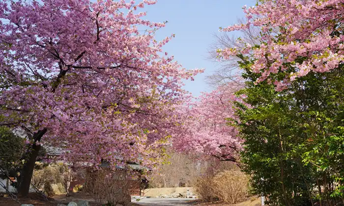 茨城県大子町の高萩八幡宮の河津桜の開花の様子
