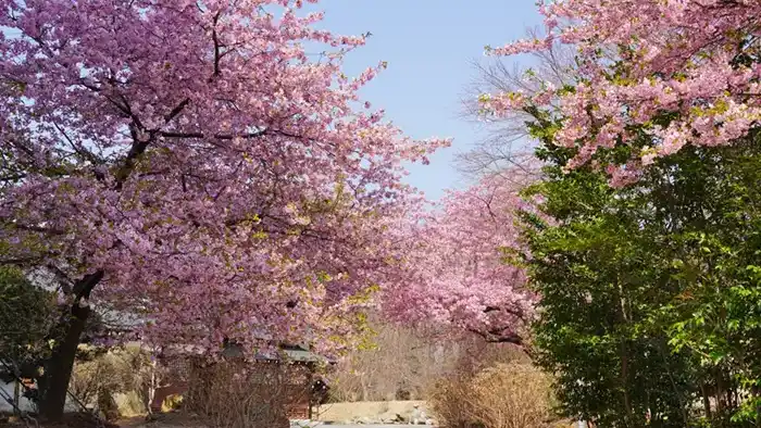 茨城県大子町の高萩八幡宮の河津桜の開花の様子