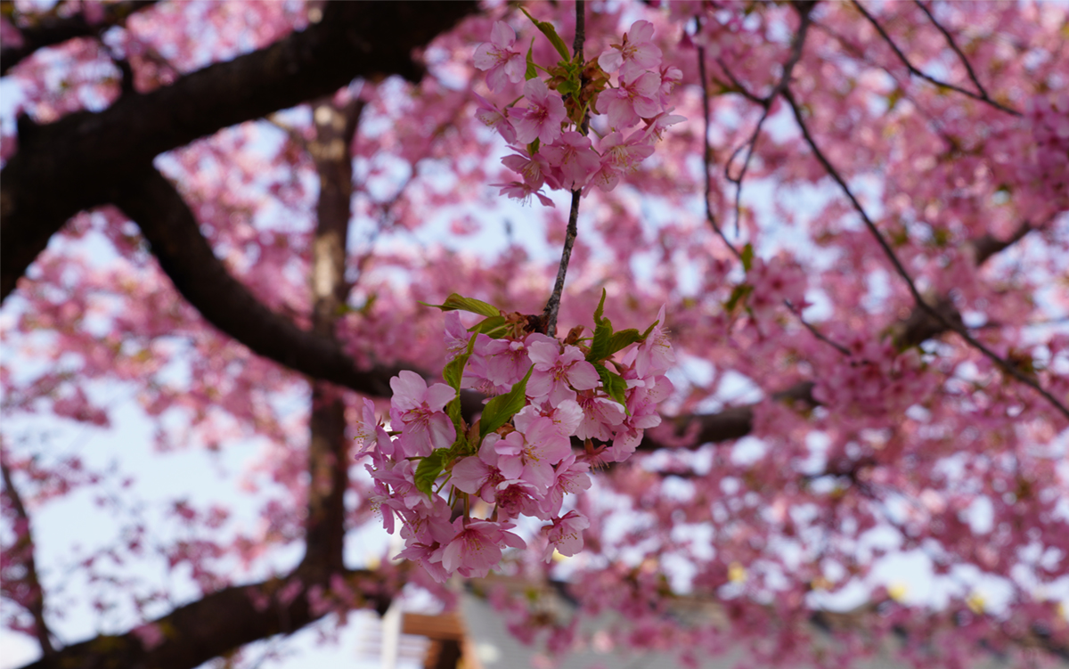 高萩橋幡宮の河津桜の花