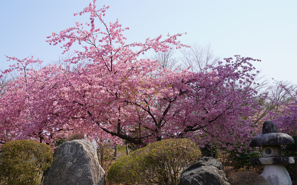 祖霊社側からの河津桜の開花状況