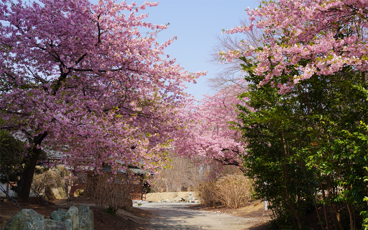 茨城県高萩市の高萩八幡宮の河津桜開花状況