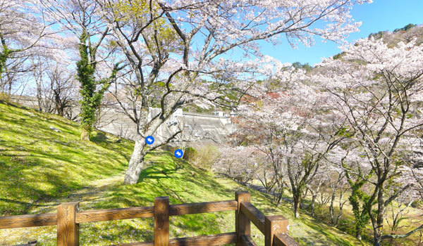 茨城県の桜 花見の名所 桜祭り観光スポット案内 茨城vrツアー 茨城県の桜 花見の名所 桜祭り観光スポット案内 茨城vrツアー