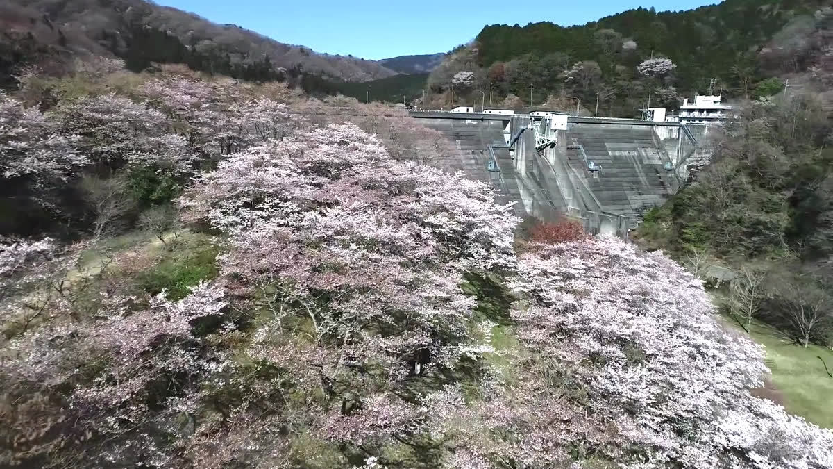 花貫さくら公園の桜空撮動画