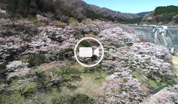 高萩市おすすめ花見スポットの花貫さくら公園の空撮観光動画