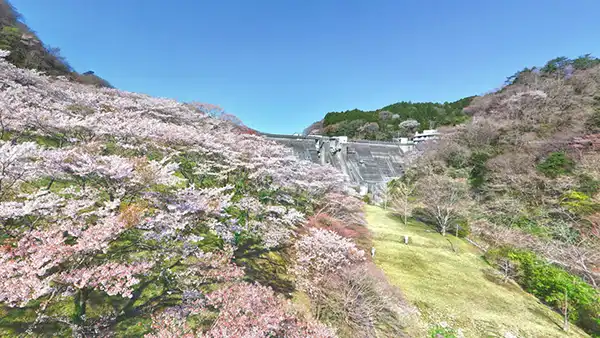 高萩市の花見名所の花貫さくら公園の桜