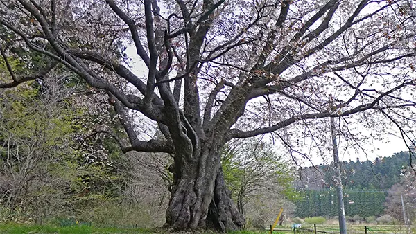 高萩市の植木三田の山桜の宮澤桜の開花写真