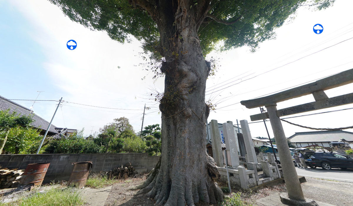 下妻市おすすめ観光スポットの高道祖神社のけやき