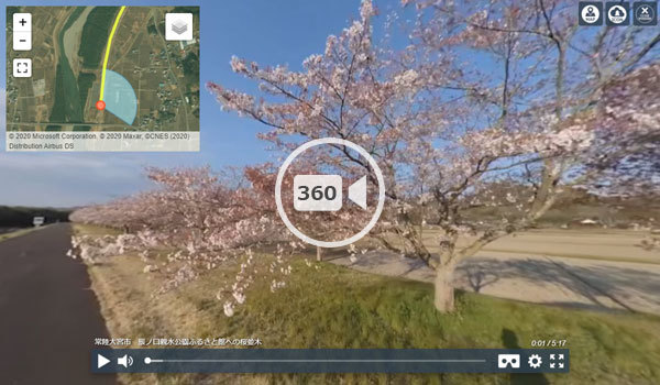 常陸大宮市の辰ノ口親水公園の桜並木360度動画
