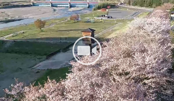 辰ノ口堰の桜づつみの空撮観光動画