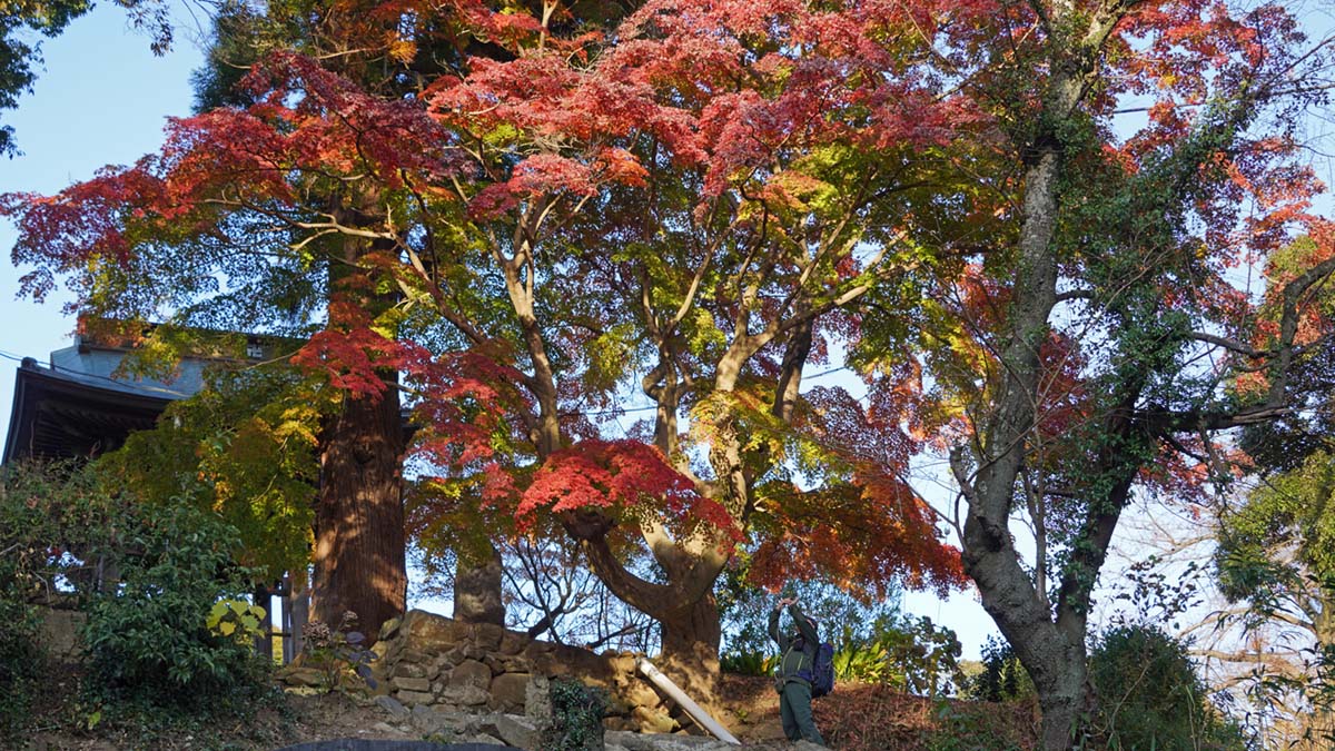 石階段下からの東城寺のもみじ巨木の景観写真