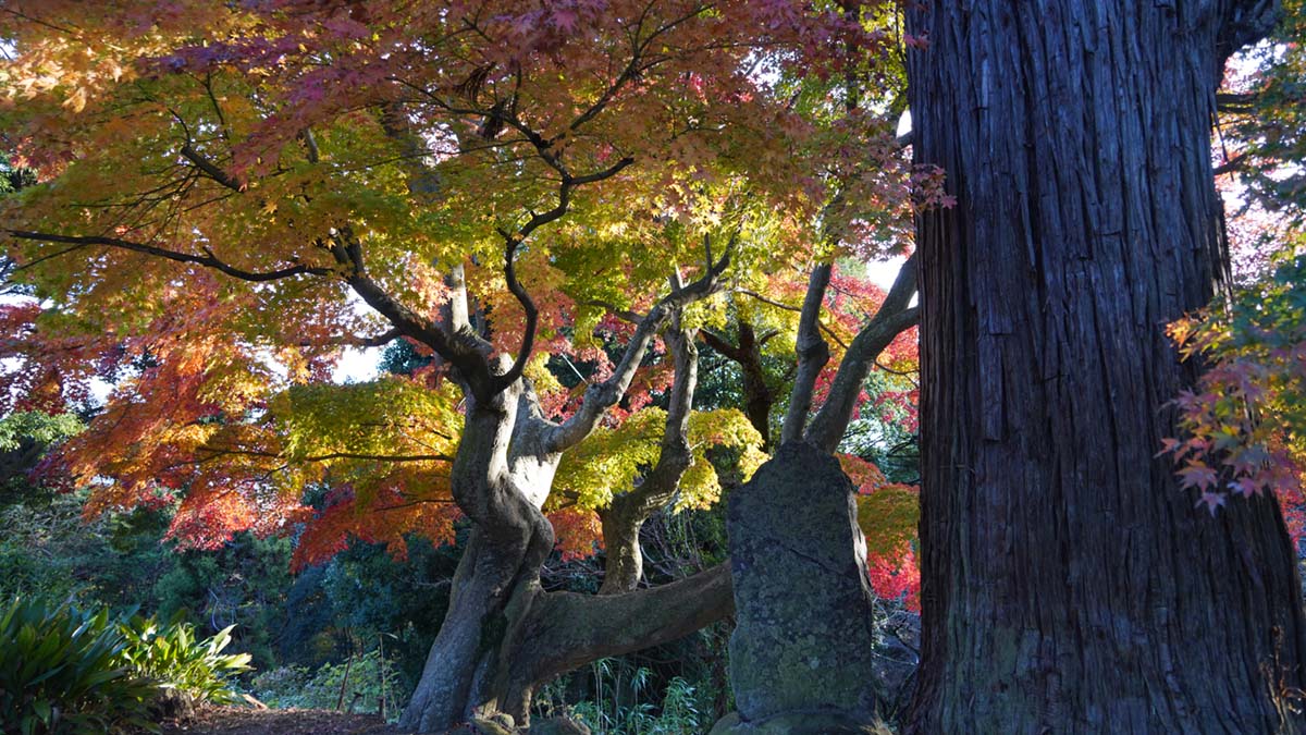 土浦市の東城寺のもみじ巨木の内側の紅葉景観写真