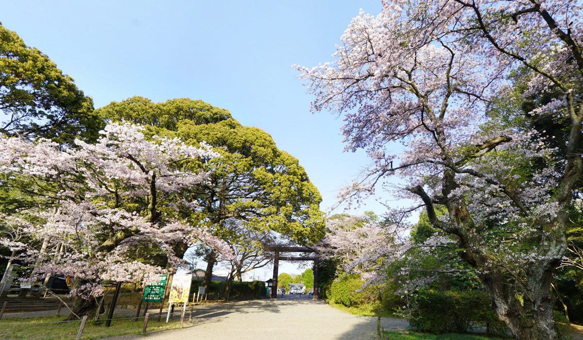 水戸市の桜・花見おすすめスポット常磐神社のVRツアー