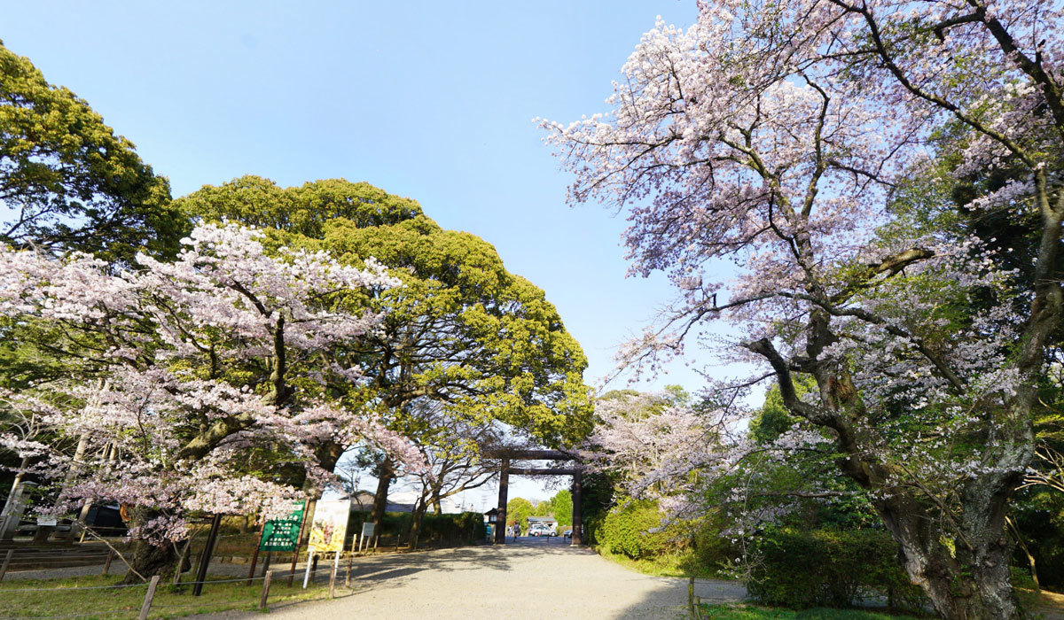 水戸市桜花見おすすめスポットの常磐神社の桜