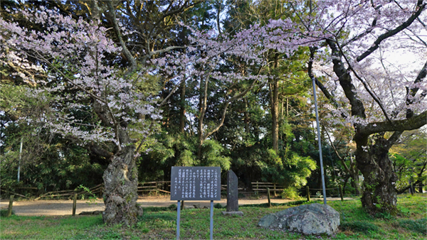 水戸市桜花見おすすめスポットの常磐神社の桜