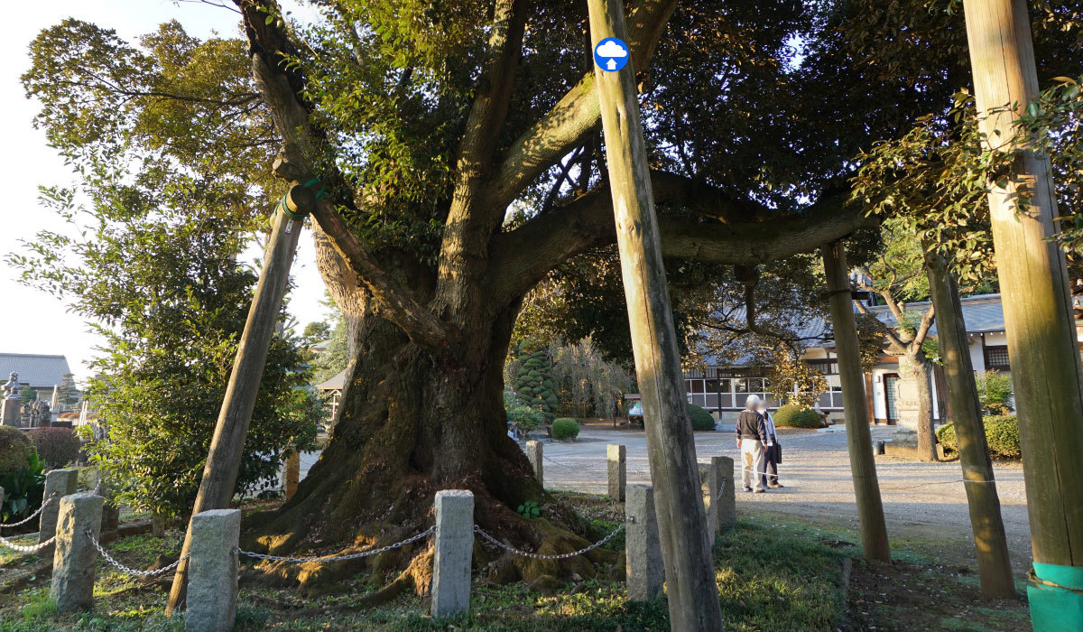 古河市おすすめ観光スポットの東光寺の椎