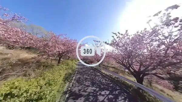 桜川市おすすめ桜スポットの富谷山ふれあい公園への道の観光VR動画