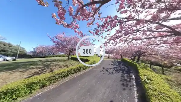 桜川市おすすめ花見スポットの富谷山ふれあい公園の観光VR動画