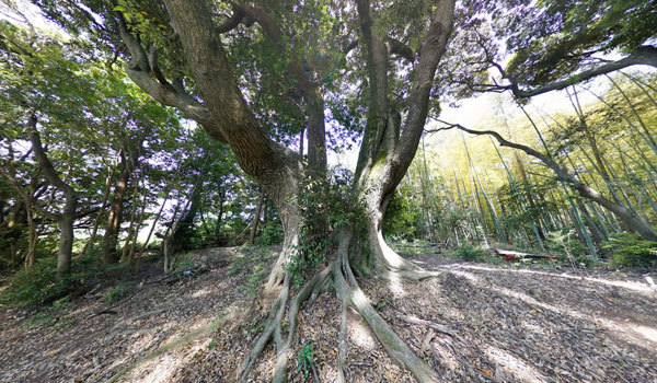 茨城県利根町の巨木おすすめスポットの八幡宮