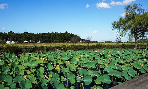 茨城県のハスの花・蓮池おすすめ季節観光名所のきらめき池VRツアー
