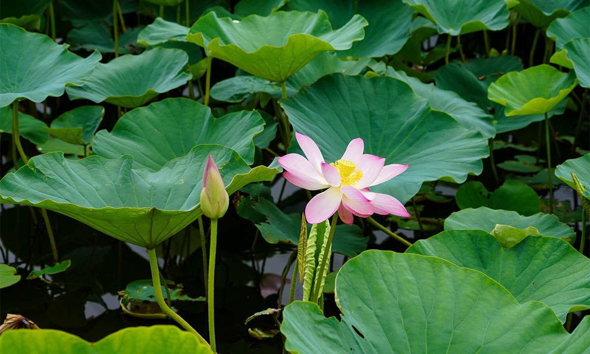 きらめき池のハスの花・蓮池のVRツアー