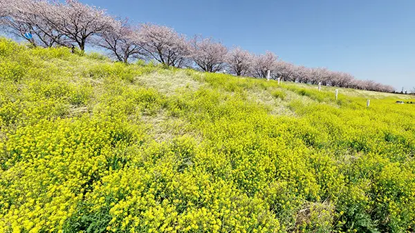 茨城県境町の菜の花畑・菜の花まつり観光名所の利根川