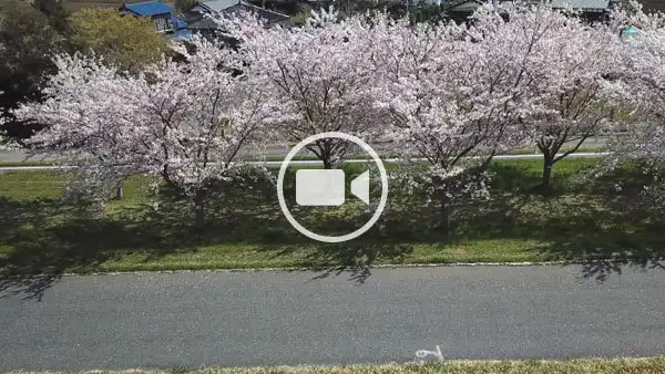 利根町の利根川桜づつみの空撮観光動画
