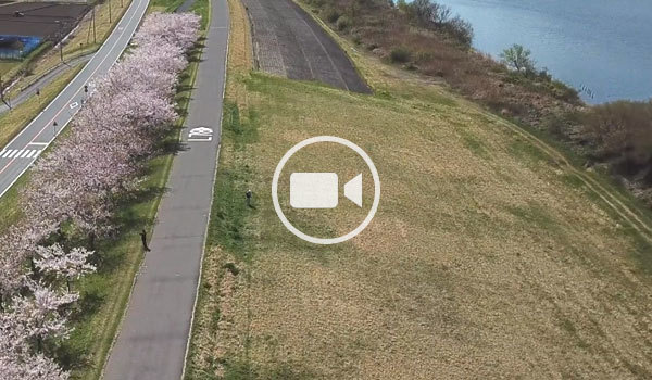 利根町おすすめ花見スポットの利根川の空撮観光動画