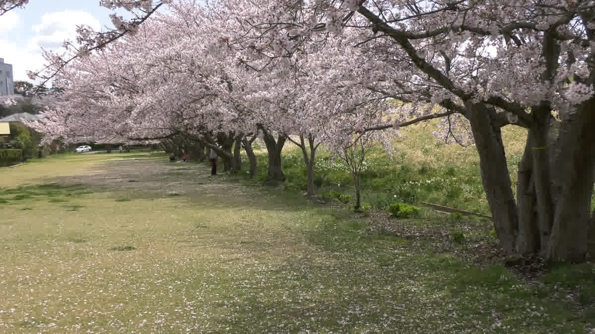 桜づつみの花見動画のサムネイル