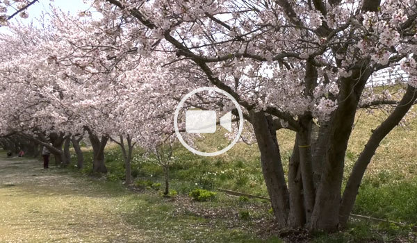 利根町おすすめ花見スポットの利根川桜堤の歩行観光動画