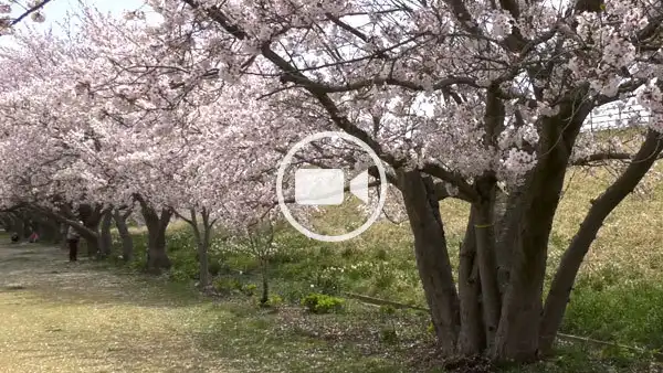 利根町おすすめ花見スポットの利根川桜堤の歩行観光動画