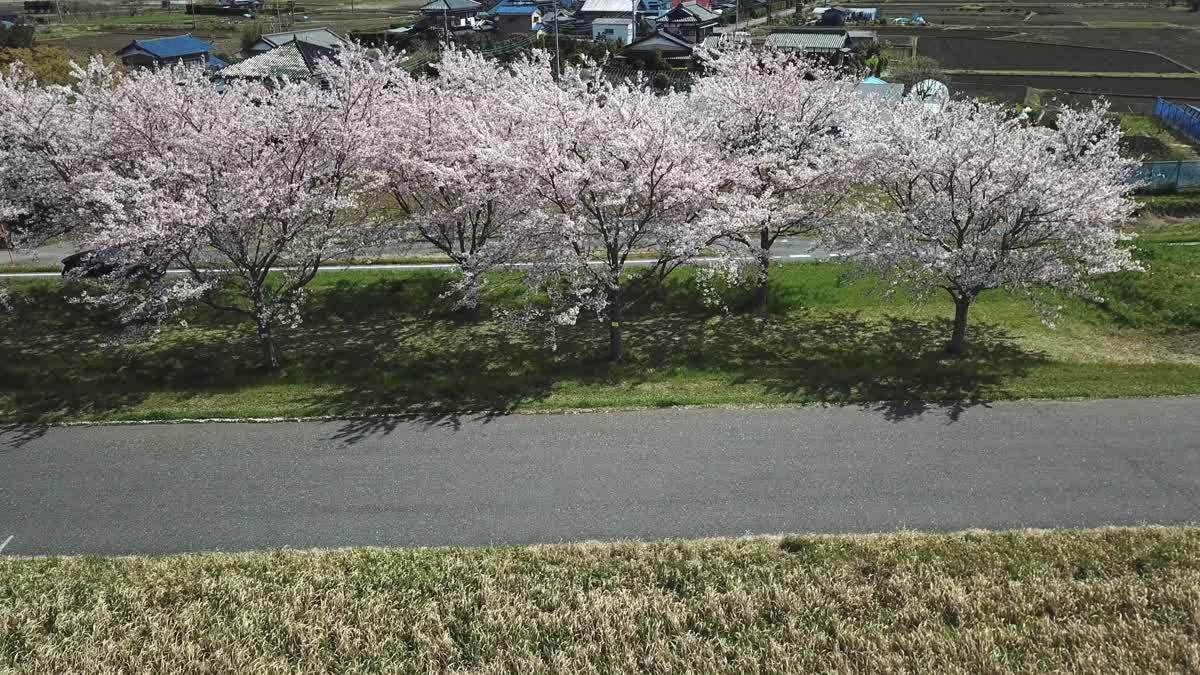 桜づつみの桜並木空撮動画のサムネイル