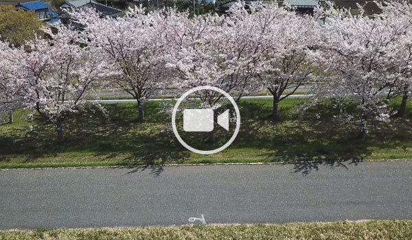 利根町おすすめ花見スポットの利根川桜堤の横移動空撮観光動画