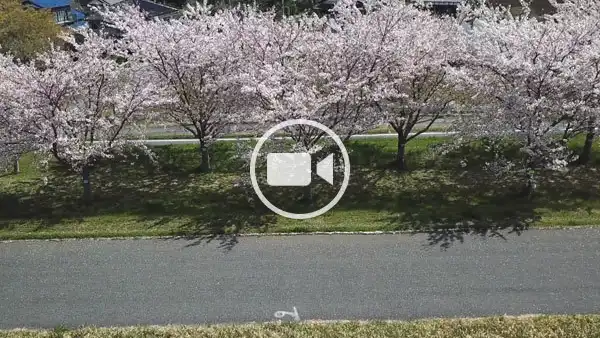 利根町おすすめ花見スポットの利根川桜堤の横移動空撮観光動画