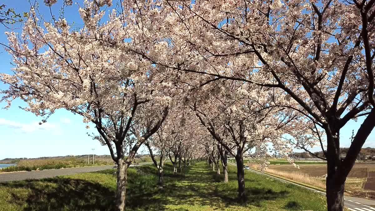 桜づつみ桜のトンネルの動画:利根町観光スポット
