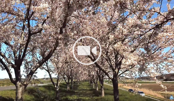 利根町おすすめ花見スポットの利根川桜堤の地上飛行観光動画