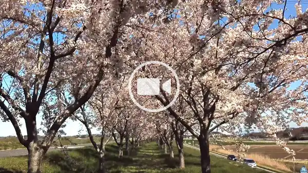 利根町おすすめ花見スポットの利根川桜堤の地上飛行観光動画