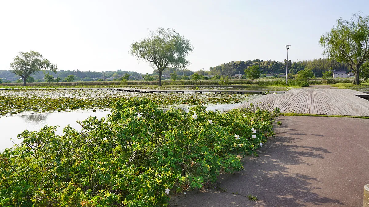 茨城県利根町利根親水公園の観光案内