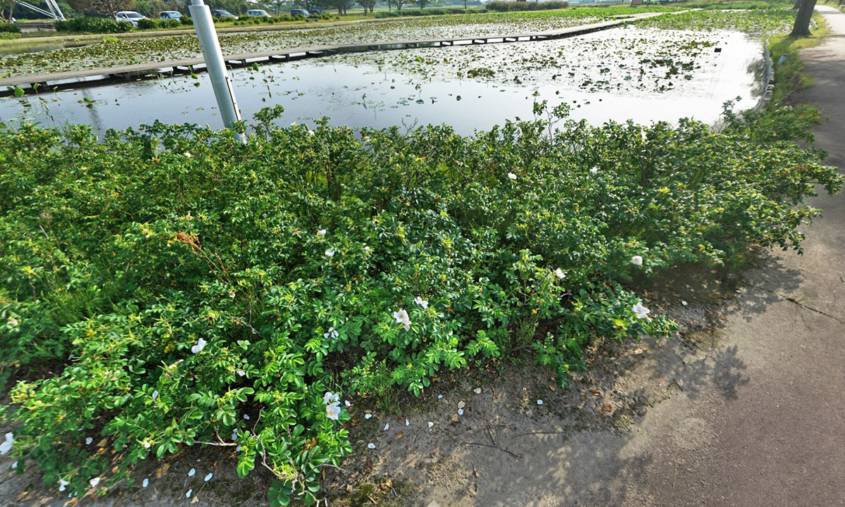 茨城県利根町利根親水公園のハマナスの観光VRツアー13件