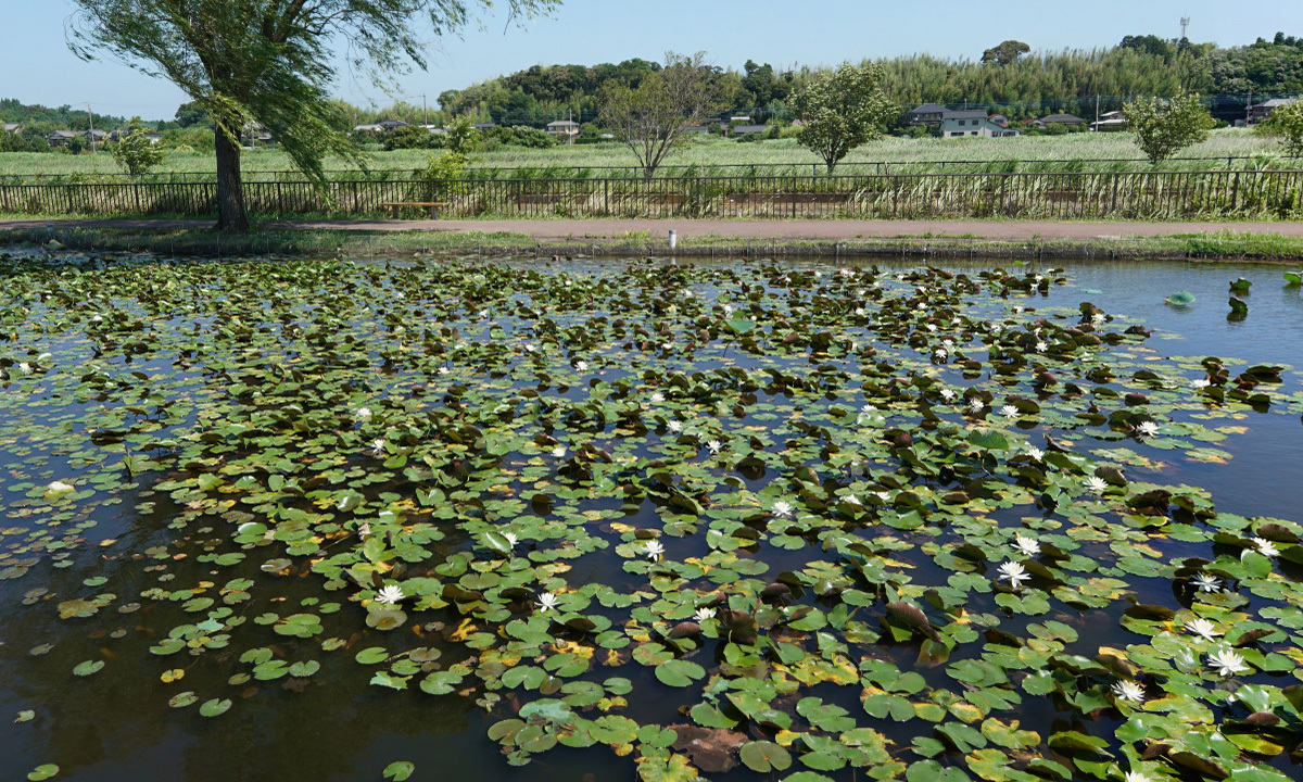 利根親水公園のスイレンの花・池のVRツアー