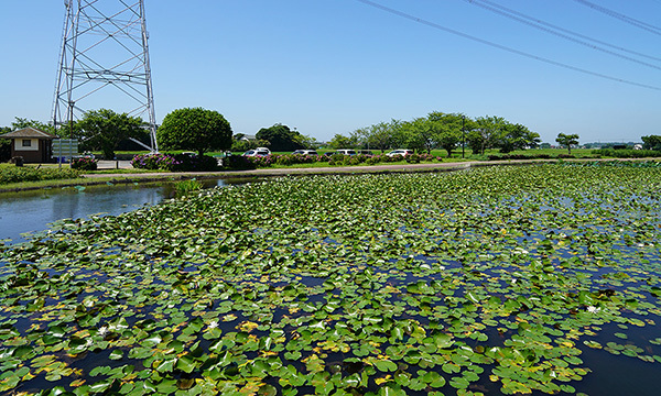 利根町のスイレン・池季節観光名所の利根親水公園VRツアー