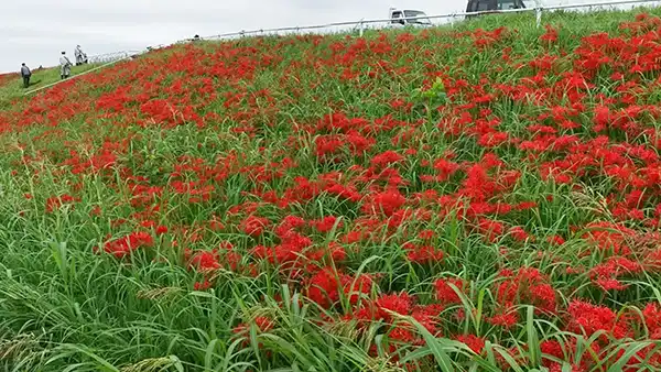 利根町の利根川堤防の彼岸花群生地