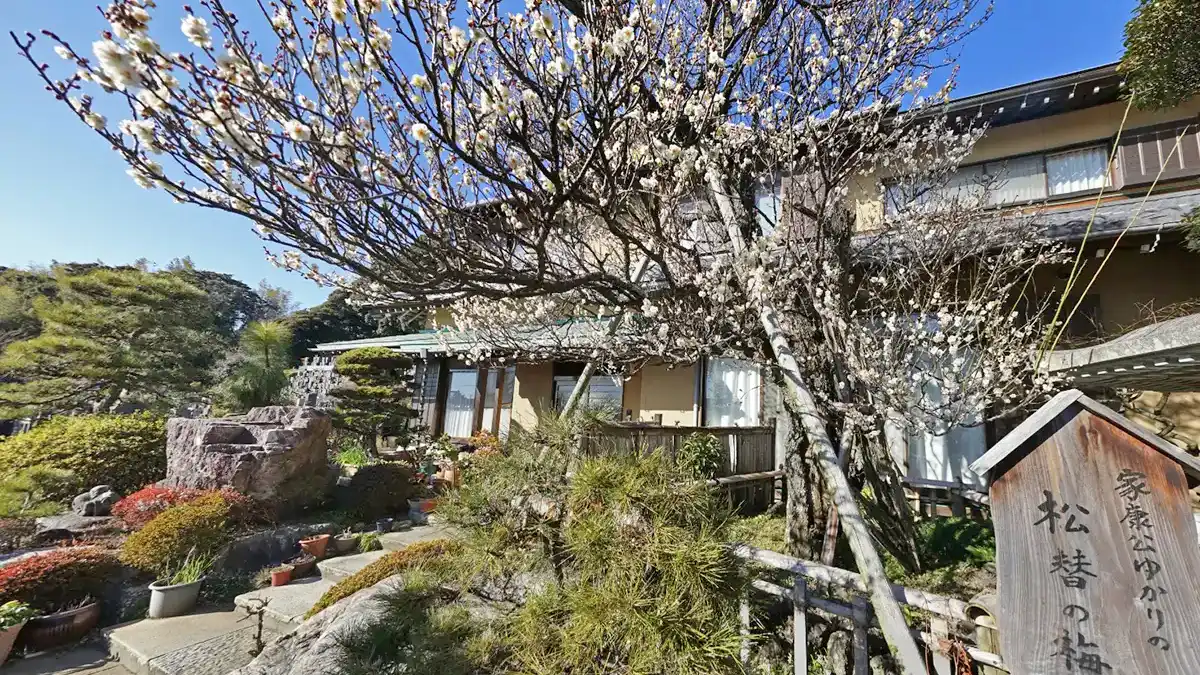 利根町の季節観光スポット来見寺の松替の梅