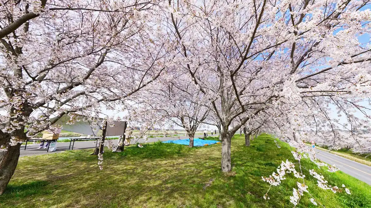 利根町の季節観光スポットの利根川桜づつみ・桜まつり