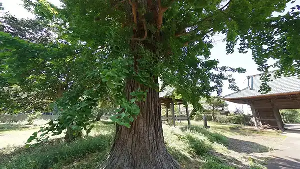 利根町おすすめ観光スポットの泉光寺の銀杏