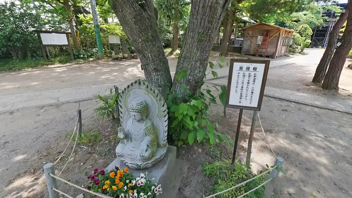 利根町おすすめ観光スポットの徳満寺の菩提樹